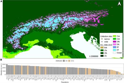 Recruitment Traits Could Influence Species’ Geographical Range: A Case Study in the Genus Saxifraga L.